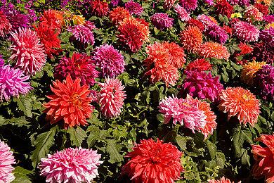 《符文工房：龙之天地》角色介绍影片：鬼族头领“魁”